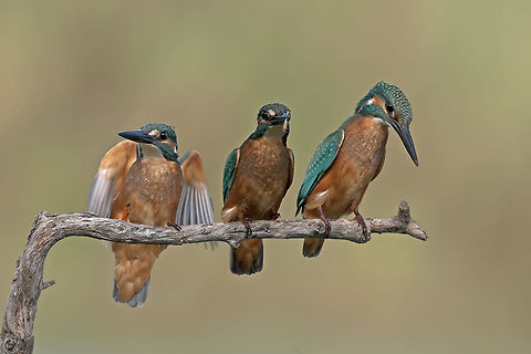 Three kingfishers Three kingfishers Alcedo atthis,Birds,Common Kingfisher,Geotagged,Israel,Kingfisher