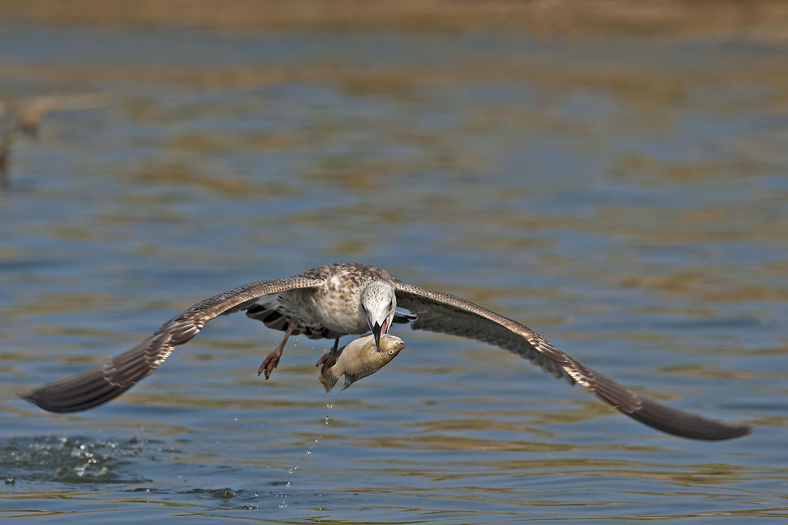 Larus & Fish Larus &amp; Fish Fish,Laridae