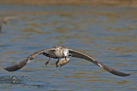 Larus & Fish Larus & Fish Fish,Laridae