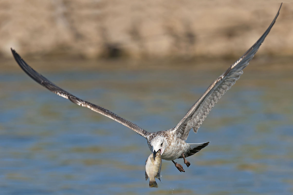 Larus Larus Fish,Laridae