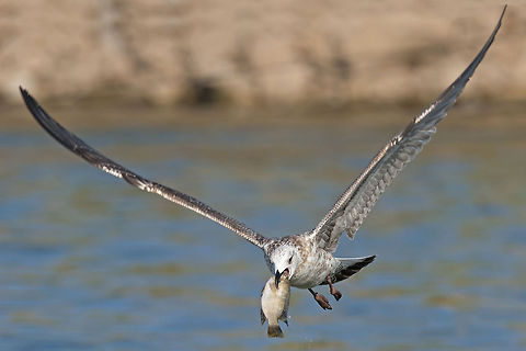 Larus Larus Fish,Laridae