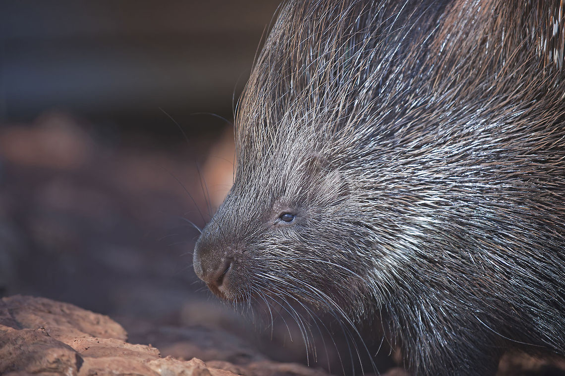 Hystrix porcupine Hystrix porcupine Hystrix,porcupine