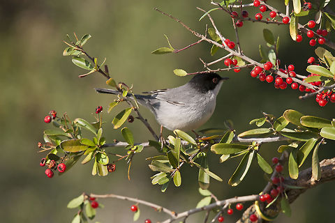 Sardinian Warbler Sardinian Warbler Birds,Sardinian Warbler,Songbird,Sylvia melanocephala