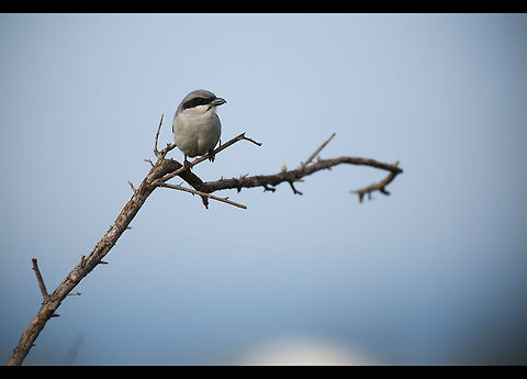 Southern GreyShrike Southern GreyShrike Birds,Geotagged,Lanius meridionalis,Songbird,Southern Grey Shrike