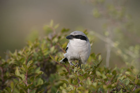 Southern Grey Shrike Southern Grey Shrike Birds,Geotagged,Israel,Lanius meridionalis,Songbird,Southern Grey Shrike