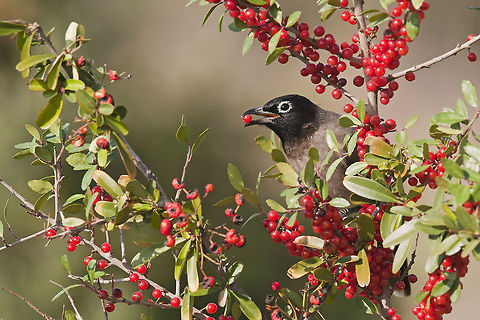 Spectacled Bulbul Spectacled Bulbul Birds,Geotagged,Israel,Pycnonotus xanthopygos,Songbird,Spectacled Bulbu