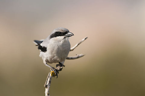 Southern Grey Shrike (Lanius meridionalis) Southern Grey Shrike (Lanius meridionalis) Birds,Geotagged,Israel,Lanius meridionalis,Southern Grey Shrike