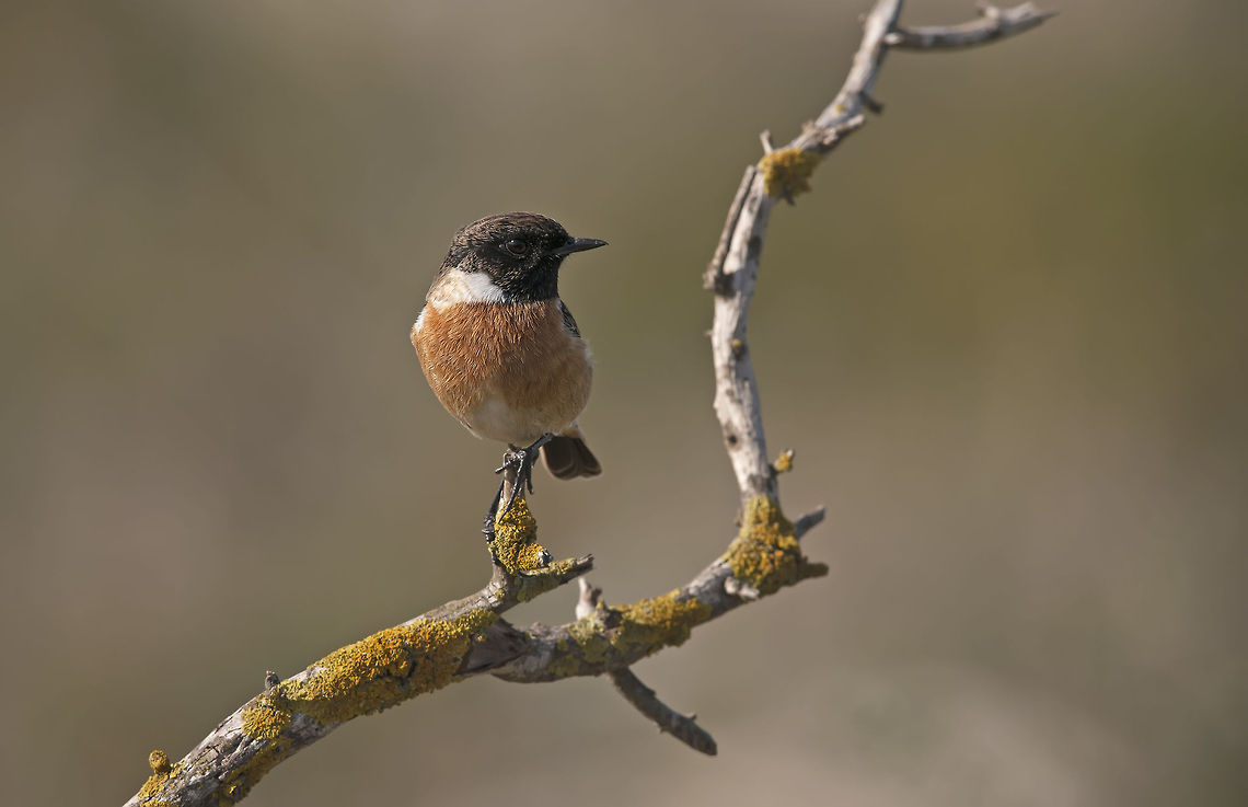 European Stonechat European Stonechat Birds,European Stonechat,Geotagged,Israel,Saxicola rubicola,Songbird