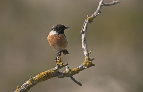 European Stonechat European Stonechat Birds,European Stonechat,Geotagged,Israel,Saxicola rubicola,Songbird
