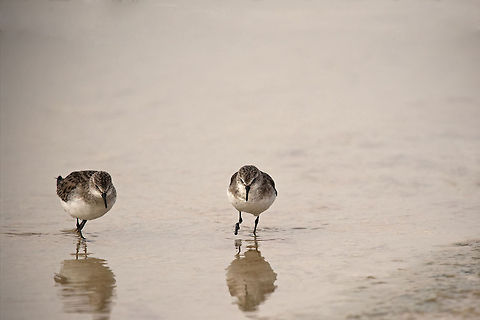 Sanderling Two sanderlings in water. Birds,Geotagged,Israel,calidris alba,sanderling