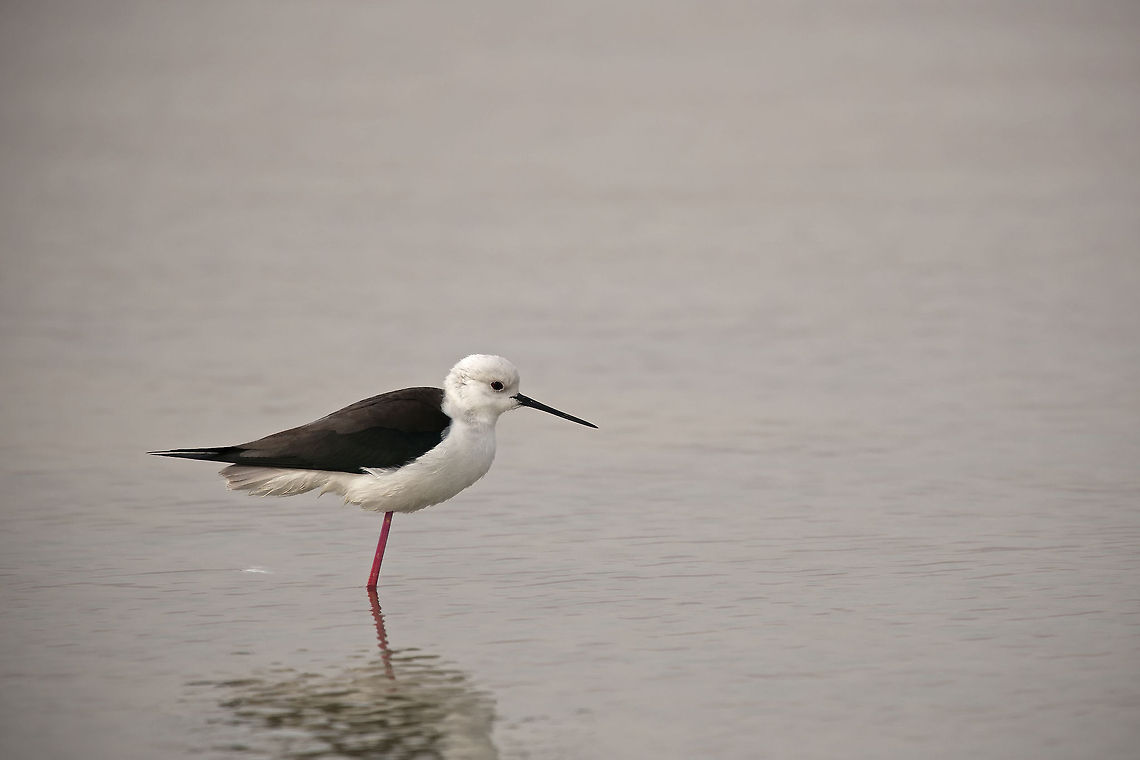 Black-Winged Stilt Black-Winged Stilt Birds,Geotagged,Israel,black winged stilt,himantopus himantopus