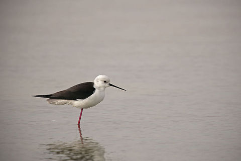 Black-Winged Stilt Black-Winged Stilt Birds,Geotagged,Israel,black winged stilt,himantopus himantopus