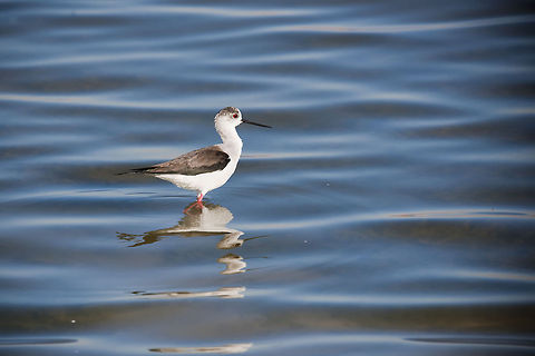 himantopus himantopus  Birds,Geotagged,Israel,black winged stilt,himantopus himantopus