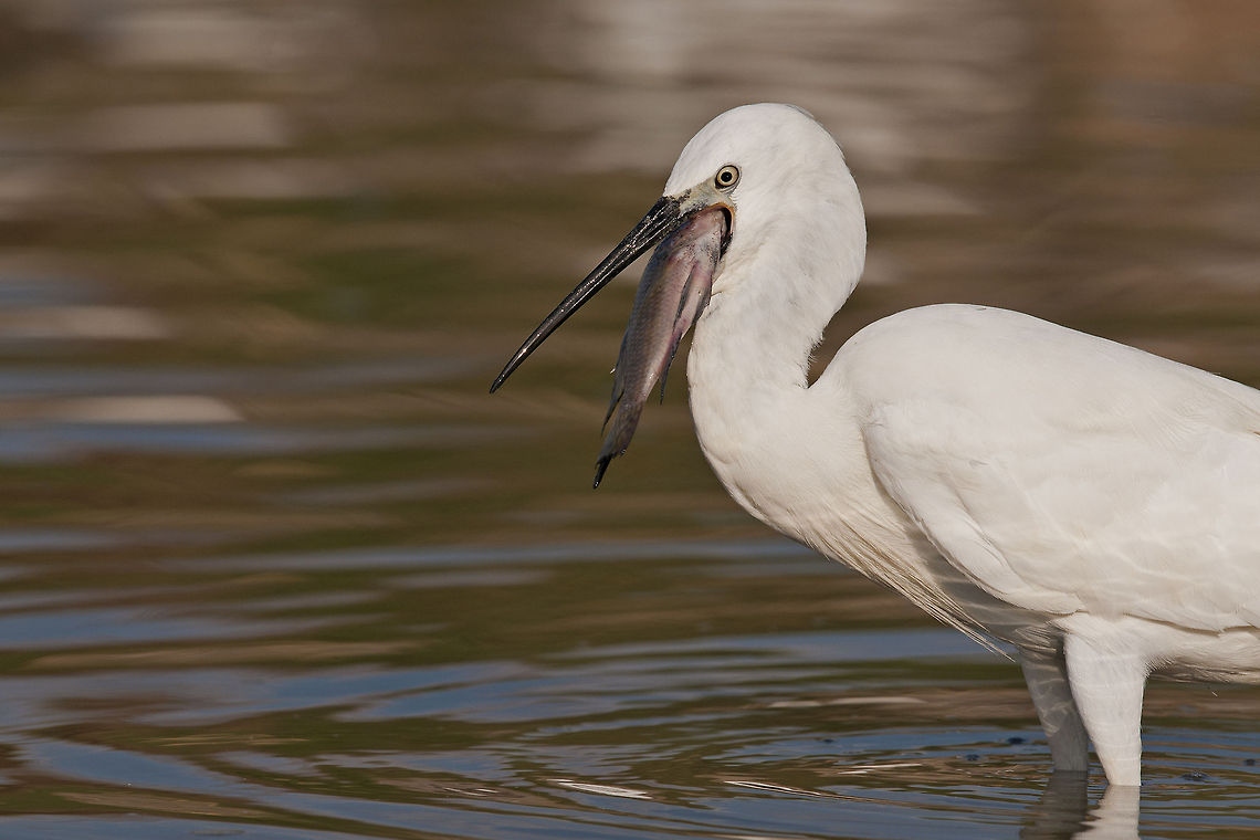 Egretta alba & Fish  Aves,Egretta garzetta,Fish,Geotagged,Israel,Little Egret