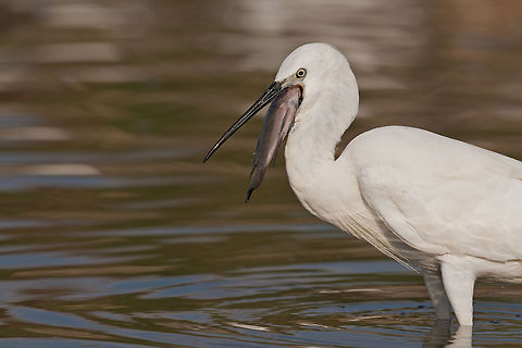 Egretta alba & Fish  Aves,Egretta garzetta,Fish,Geotagged,Israel,Little Egret