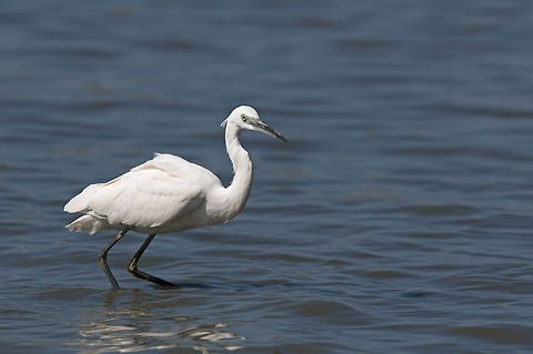 Egretta alba  Aves