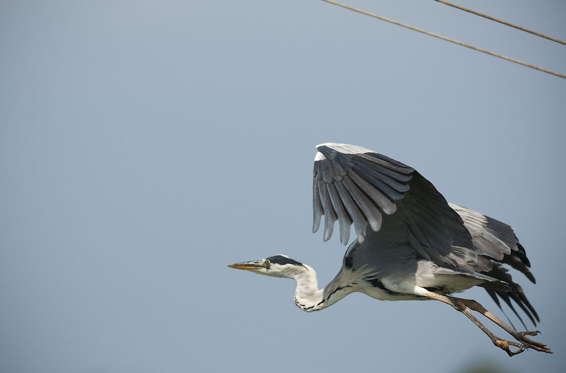 Ardea cinerea  Ardea cinerea,Ardeidae,Aves,Grey Heron