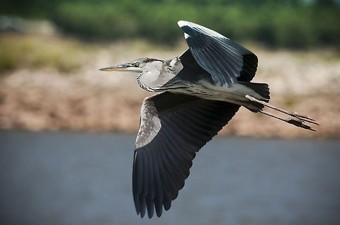 Ardeidae  Ardea cinerea,Ardeidae,Aves,Grey Heron