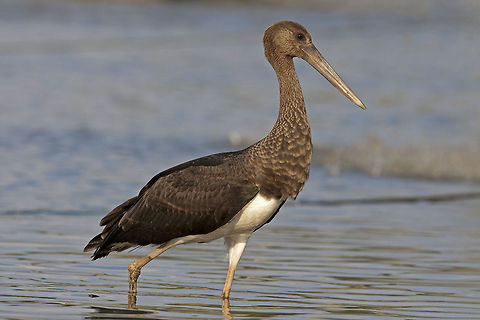 Black Stork  Birds,Black Stork,Ciconia nigra