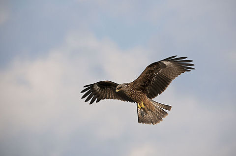Black Kite Black Kite Black Kite,Milvus migrans