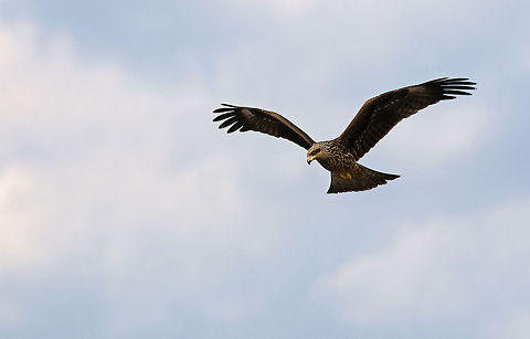 Milvus migrans  Black Kite,Milvus,Milvus migrans,migrans