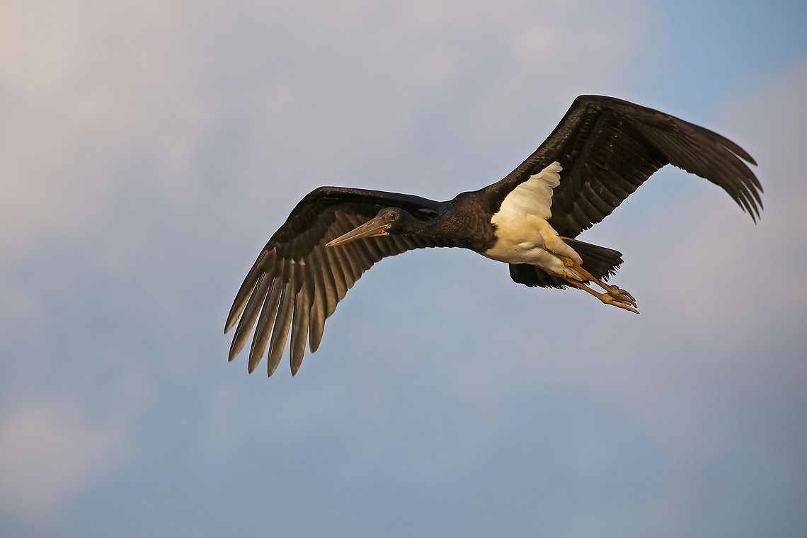 Black Stork Spread wings Black Stork Spread wings Birds,Black Stork,Ciconia nigra