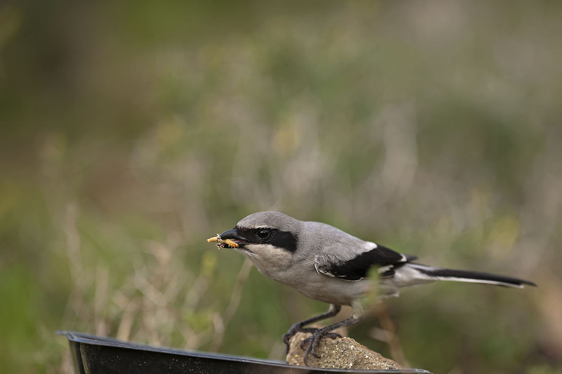Lanius excubitor  Birds,Geotagged,Israel,Southern Grey Shrike