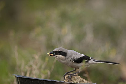 Lanius excubitor  Birds,Geotagged,Israel,Southern Grey Shrike