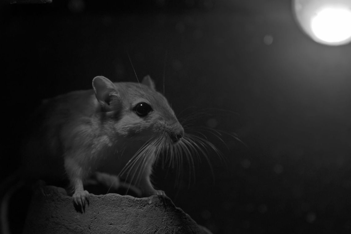 Mouse in the dark  Muridae,Mus,Mus musculus,Rodentia,house mouse