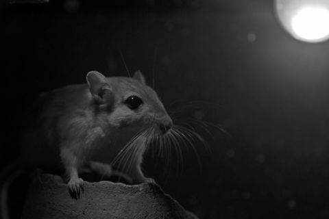 Mouse in the dark  Muridae,Mus,Mus musculus,Rodentia,house mouse