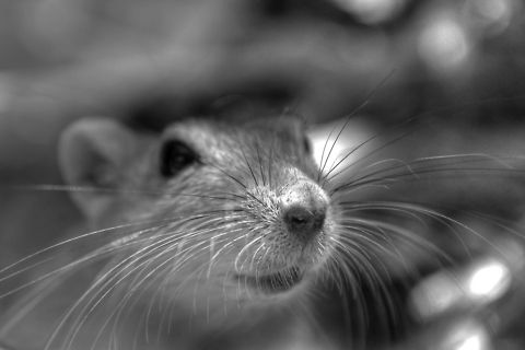 Mouse  Muridae,Mus,Mus musculus,Rodentia,house mouse