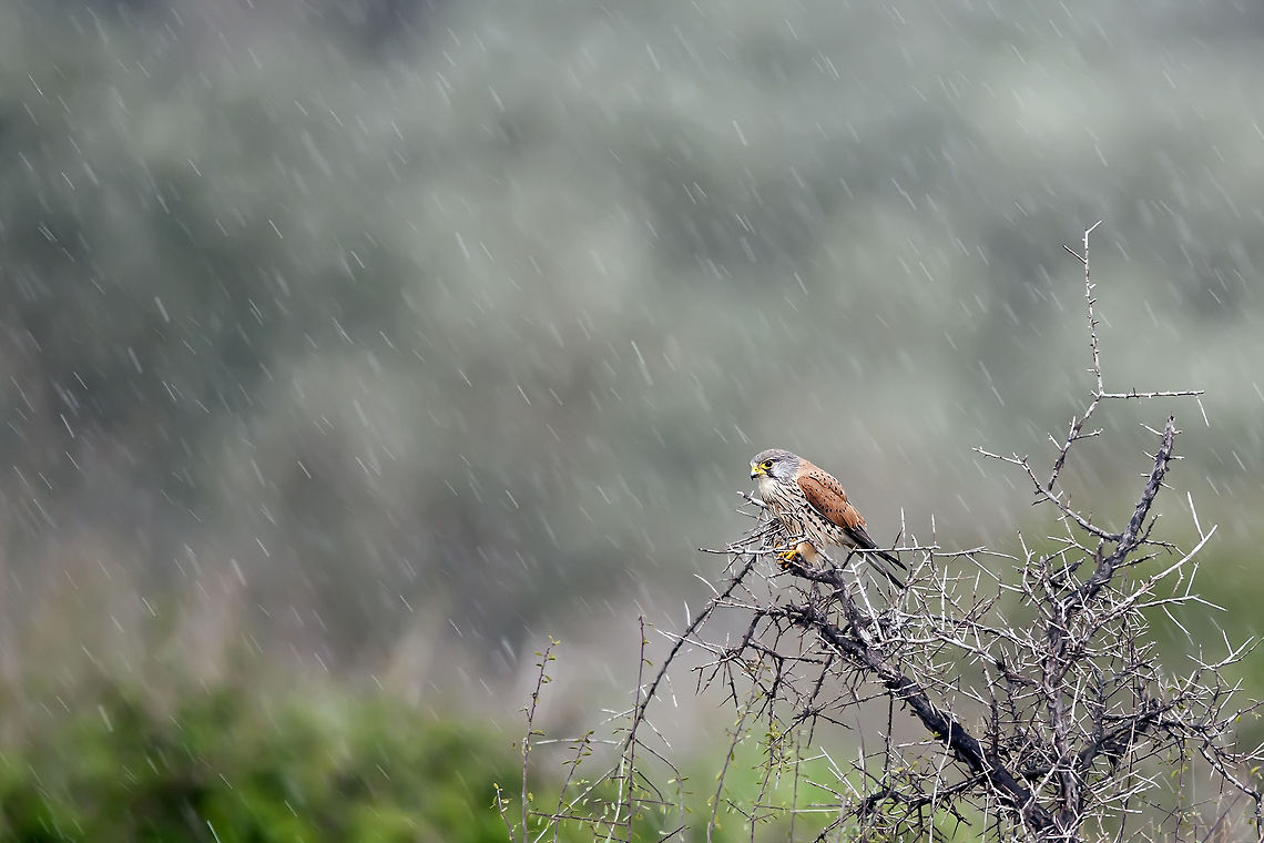 Falcon in the rain  Birds,Falcon,Falconidae,Falconiformes