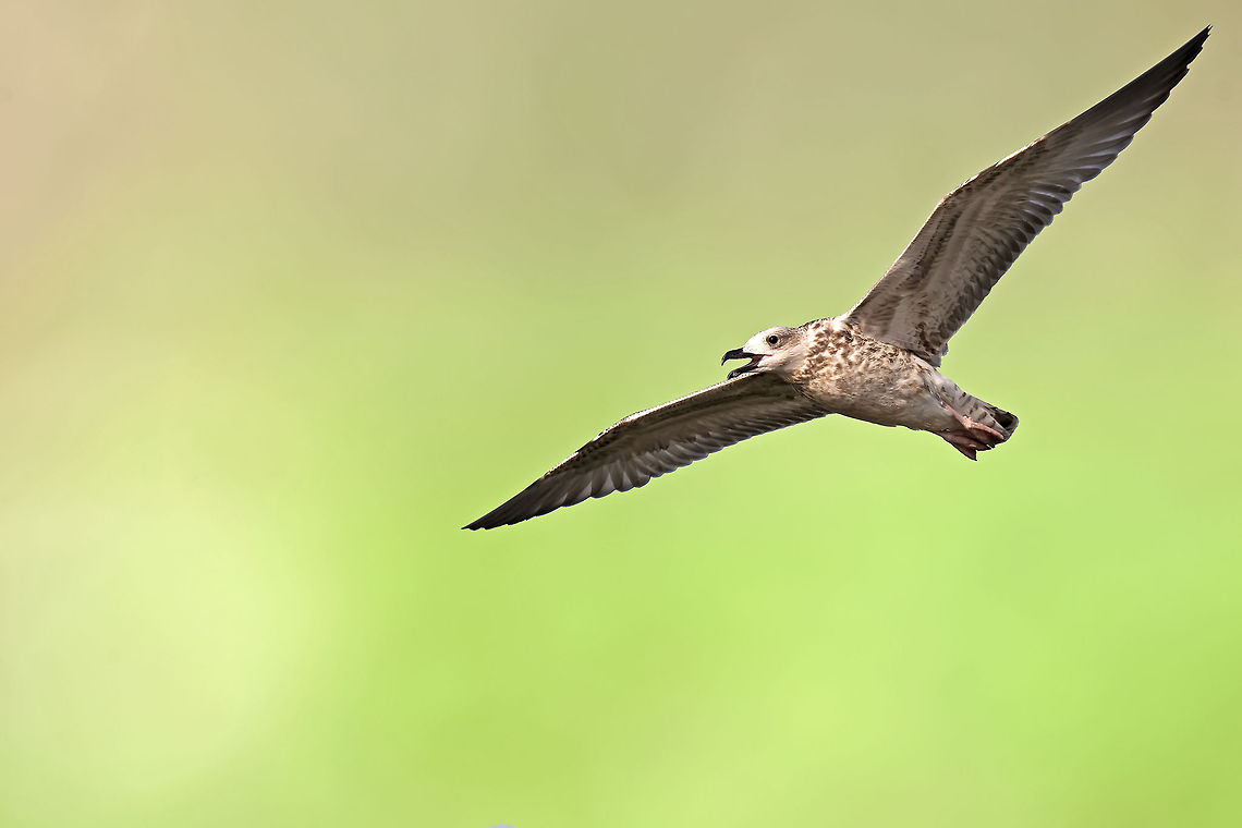 LARIDAE  Birds,Laridae,gull,seagull