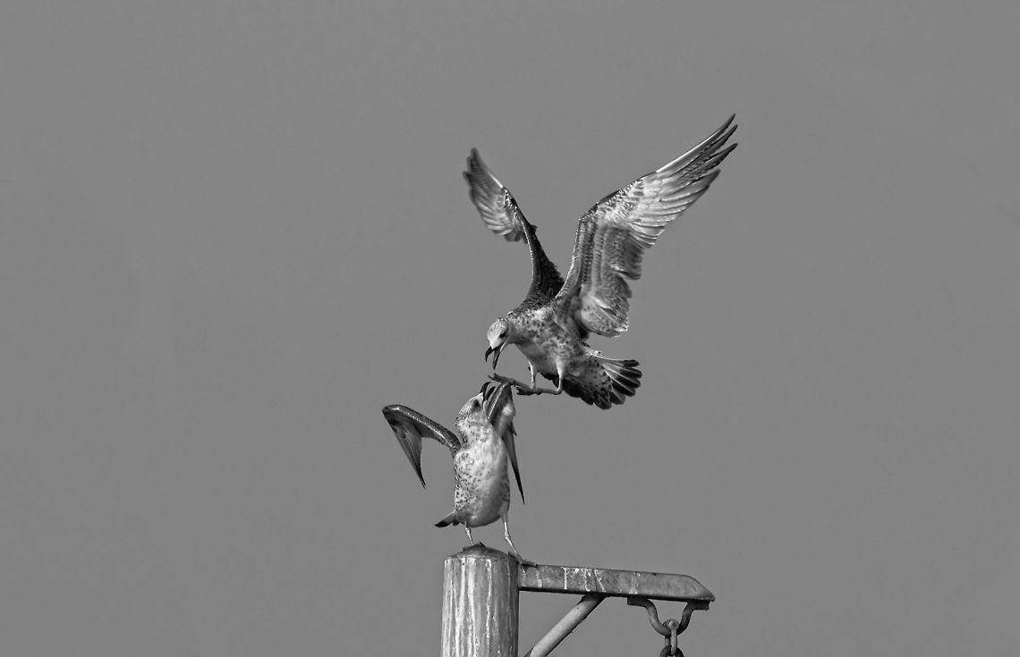 Gulls Battle  Birds,Laridae,gull,seagull