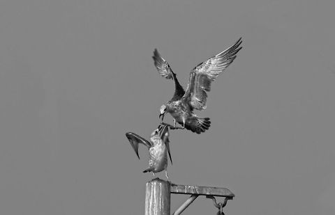 Gulls Battle  Birds,Laridae,gull,seagull