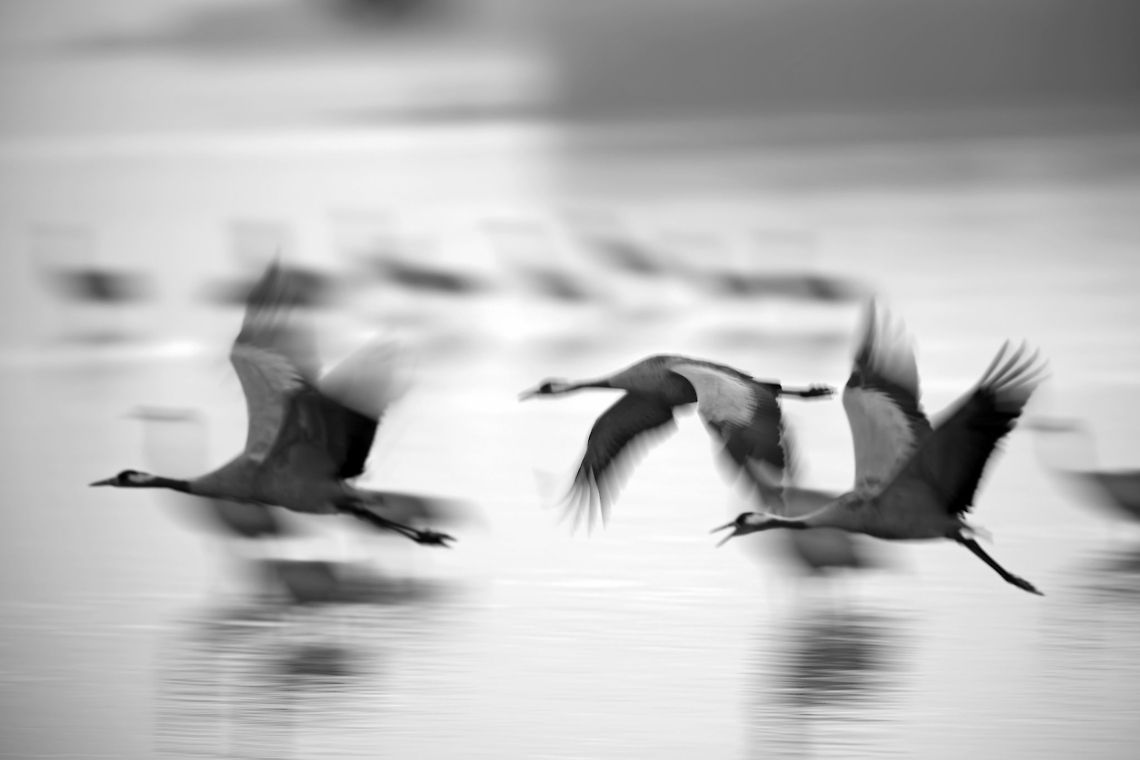 Common Crane  Common Crane,Geotagged,Gruidae,Gruiformes,Grus grus,Israel