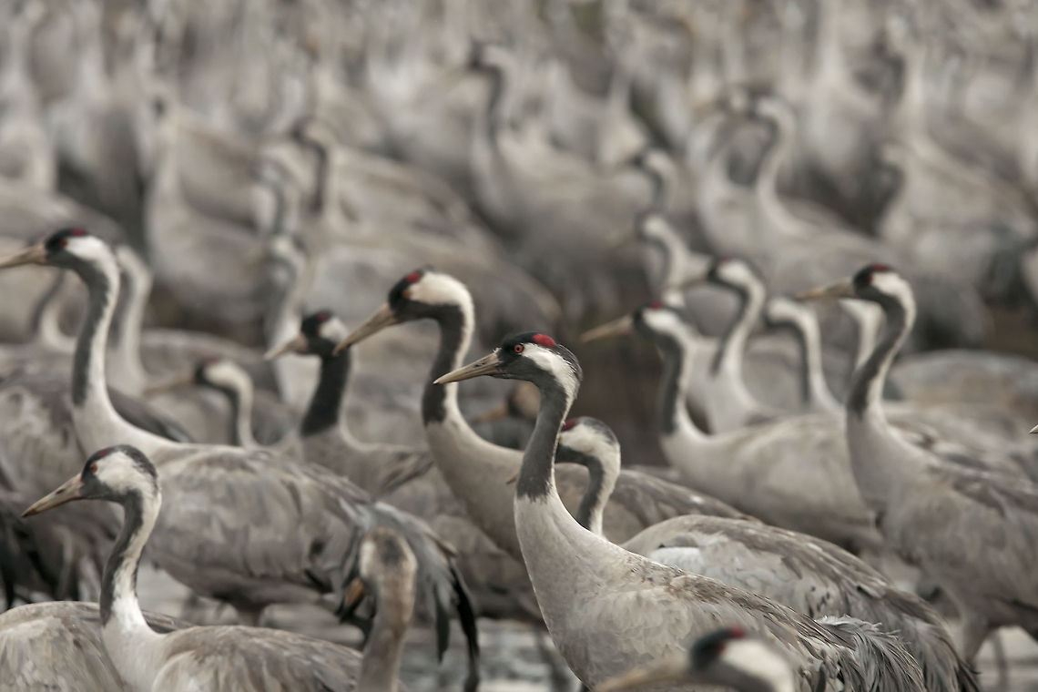 Gruidae  Common Crane,Geotagged,Gruidae,Gruiformes,Grus grus,Israel