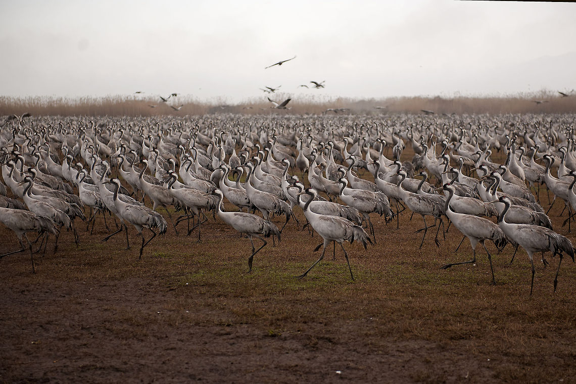 Gruiformes  Common Crane,Geotagged,Gruidae,Gruiformes,Grus grus,Israel