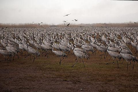 Gruiformes  Common Crane,Geotagged,Gruidae,Gruiformes,Grus grus,Israel