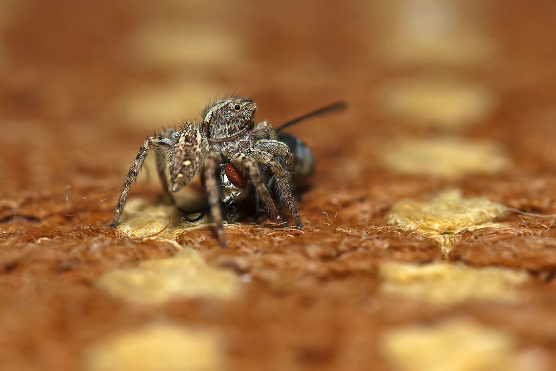 spider  Araneae,Fly,Geotagged,Insects,Israel