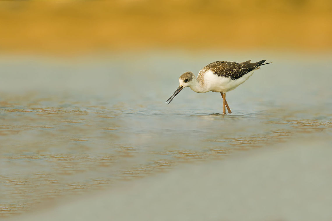 black winged stilt  Birds,black winged stilt