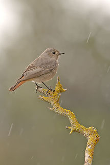 Black Redstart In the rain   Black Redstart,Phoenicurus ochruros,birds
