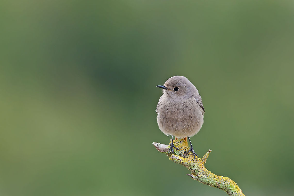Black Redstart alone  Black Redstart,Geotagged,Israel,Phoenicurus ochruros,birds