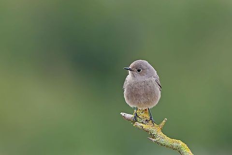 Black Redstart alone  Black Redstart,Geotagged,Israel,Phoenicurus ochruros,birds