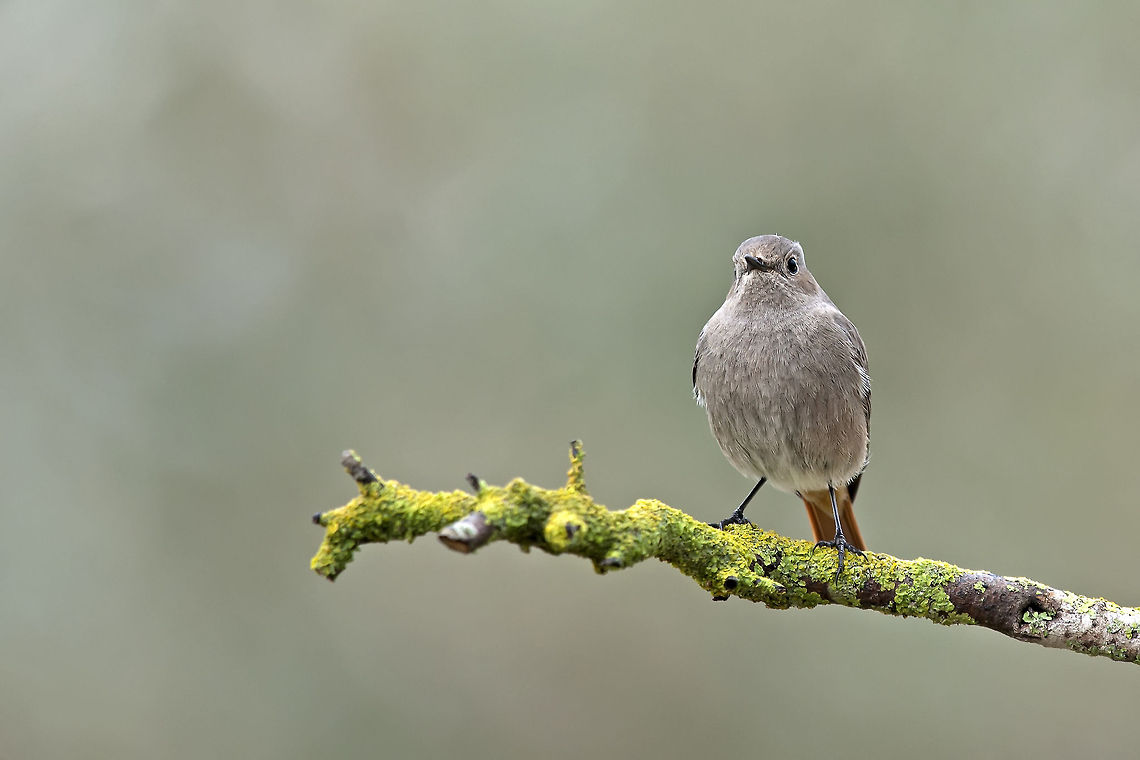 Black  Redstart  curious   Black Redstart,Geotagged,Israel,Phoenicurus ochruros,birds