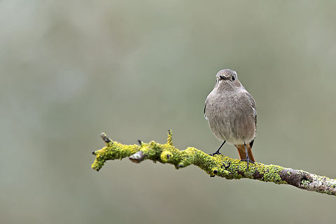 Black  Redstart  curious   Black Redstart,Geotagged,Israel,Phoenicurus ochruros,birds
