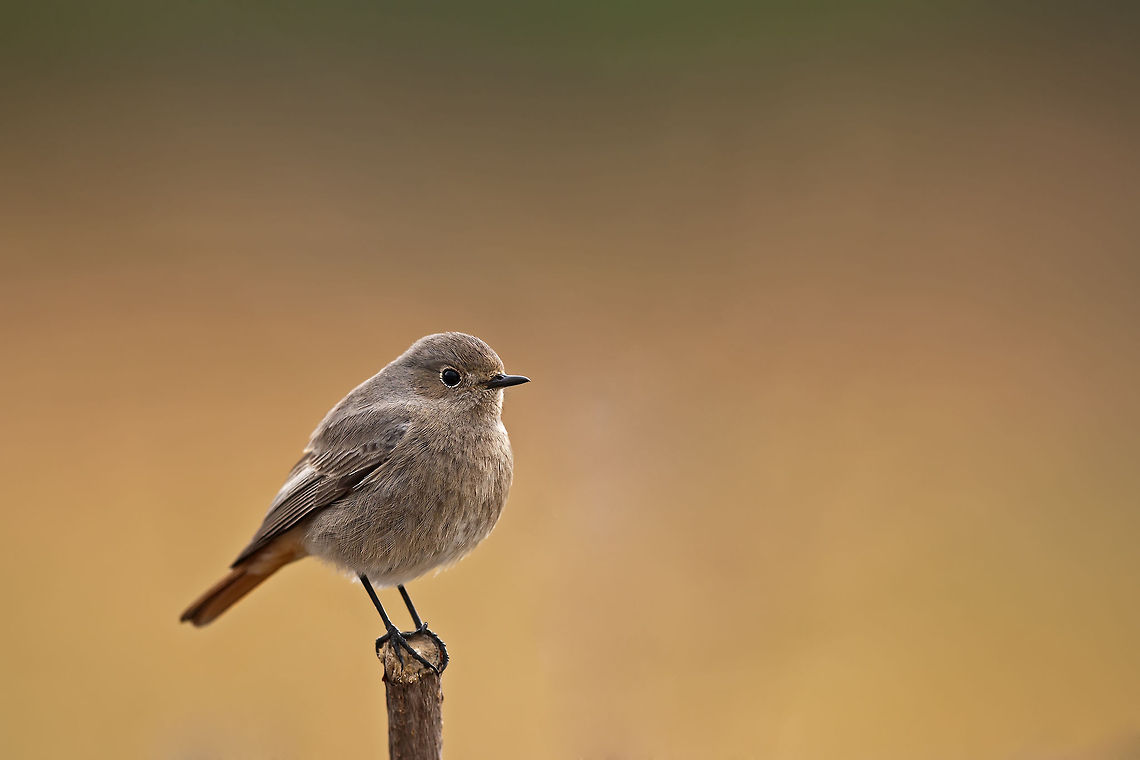 Black  Redstart  Black Redstart,Geotagged,Israel,Phoenicurus ochruros,birds