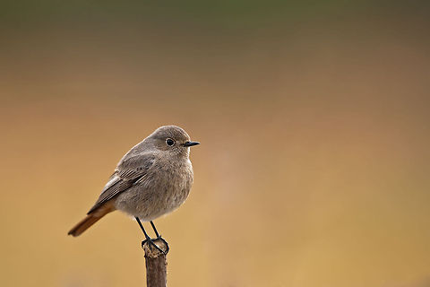 Black  Redstart  Black Redstart,Geotagged,Israel,Phoenicurus ochruros,birds