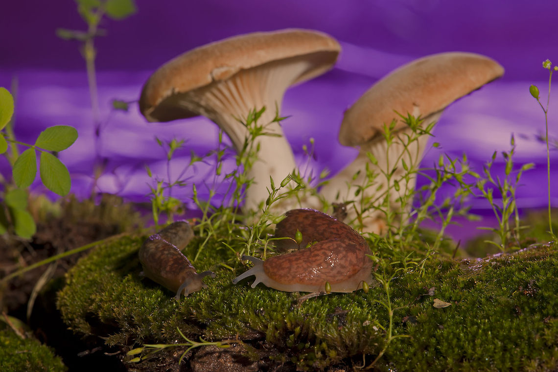 Fungi & Gastropoda  Fungi,Gastropoda,Helix aspersa,Pulmonata