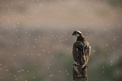 Osprey  Birds,Fish,Geotagged,Israel,Osprey,Pandion haliaetus